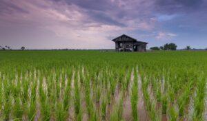 rice field, cottage, farm-1866498.jpg