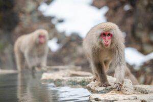 snow monkey, japanese macaque, japan-4820460.jpg