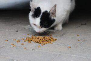 cat, eating, cat food-6554893.jpg