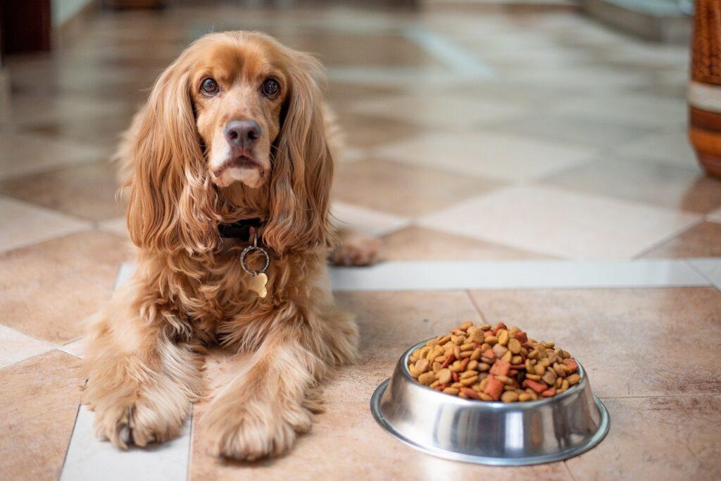 english cocker spaniel, dog, puppy-5937760.jpg