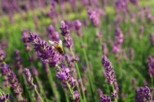 lavender, bee, bloom-834253.jpg